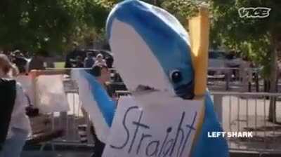 based shark