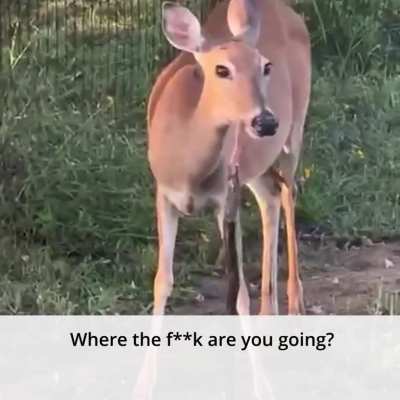 A deer is eating a snake