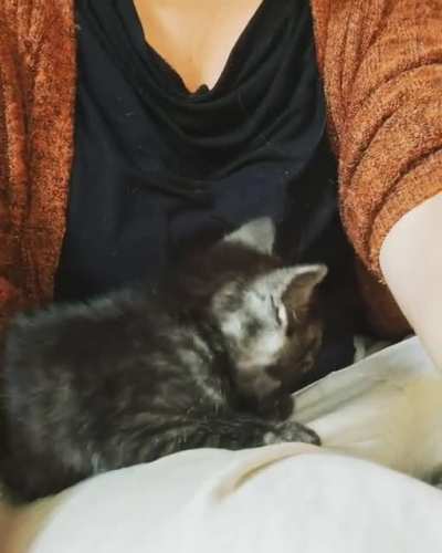 Only the first day that this little orphan was with us but he already loves to snuggle