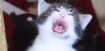 Angry cat