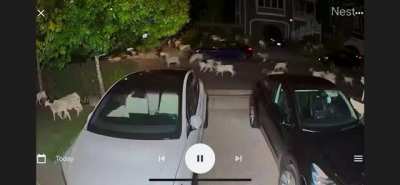 The Great Goat Escape in Corte Madera