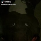 MaN tRyS To GeT aLliGaToR tO BiT hIs HaNd OfF