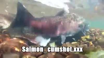 Salmon cumshot compilation