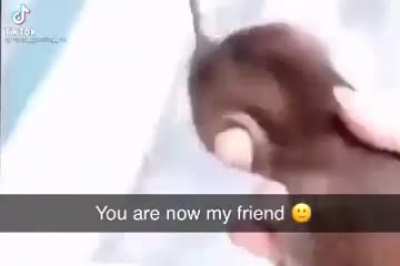 Frien