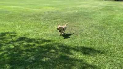 Our new pup hasn't quite mastered the Zoom
