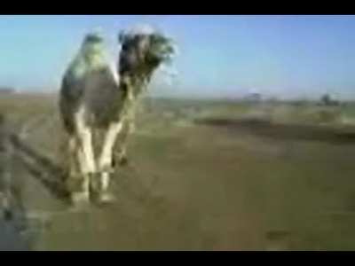 camel singing maliali song
