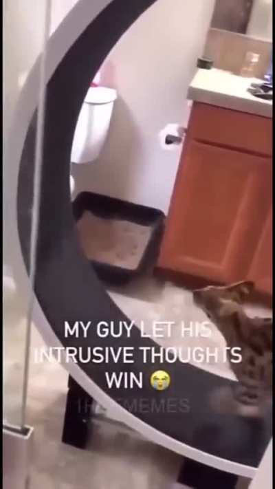 Cat no
