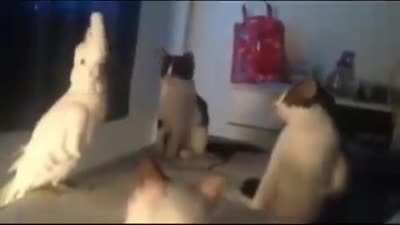 MEOW