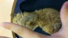 Stray cat came in to work this morning, should I adopt her?