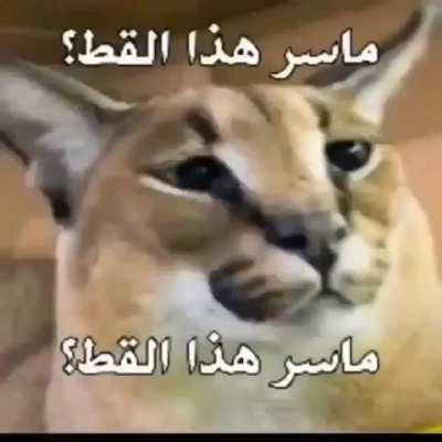 ما سر هذا القط؟<wbr>😱omg da floppa 🥶🥶