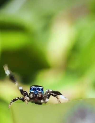 A Collection of Peacock Spiders' mating dances.