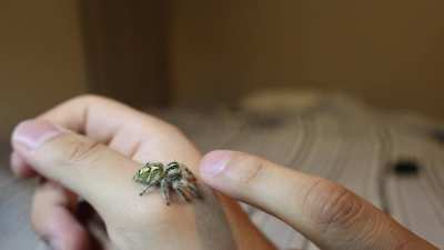 Meet Ivana, female Hyllus diardi. i love how she reaches out.