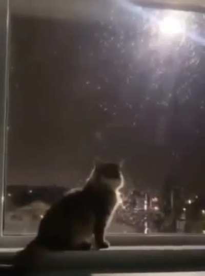 Revenge of the cat 