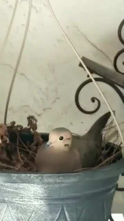 Our patio pigeon. Don't worry, she came back.