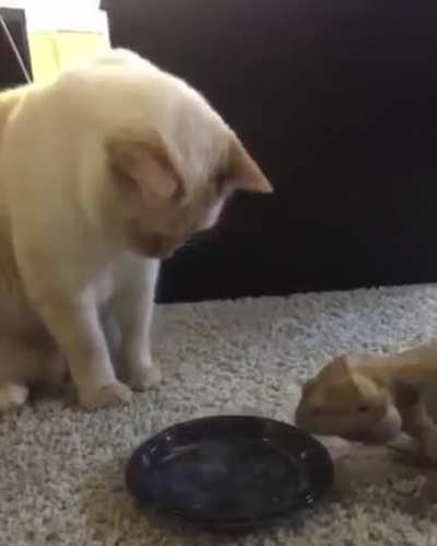 two best friends