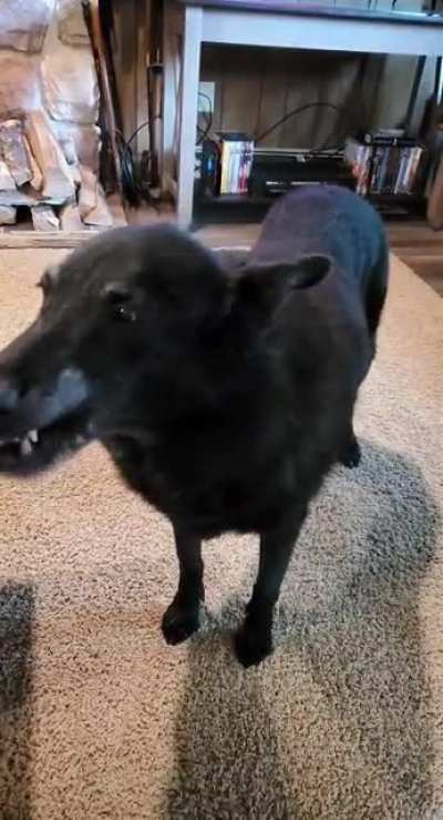 Bear knows to use her indoor voice but sometimes gets a little carried away. Once reminded, she goes back to microborks.