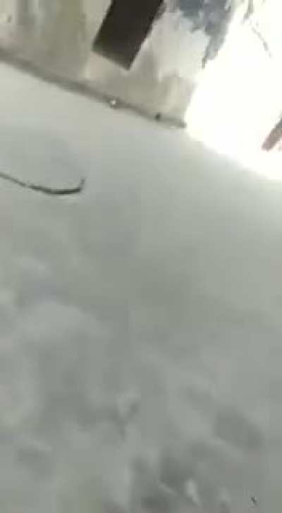 Fake tiger prank.