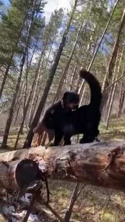 Abandoned Panther Grows Up With A Human And Rottweiler