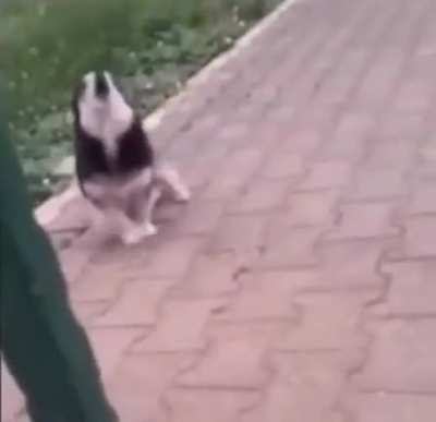 dog barking in reverse