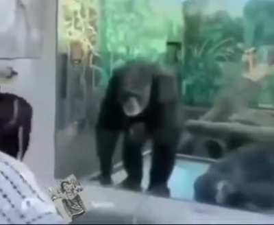 Обезьяны