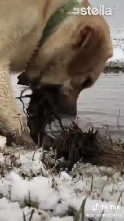 Wintertime doggo ASMR