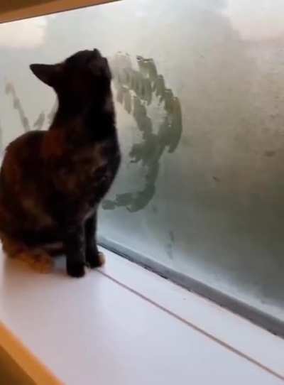 Vincent van Cat