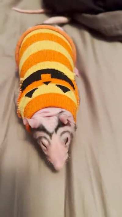 Made my werewolf patchwork a sweater out of my sock. He hated it lol