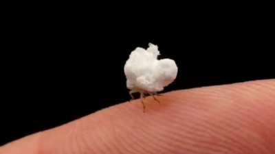 cursed_popcorn