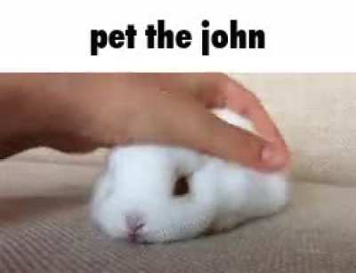 bnuuy