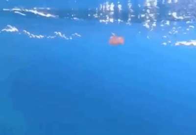 Jellyfish caught in a bubble ring