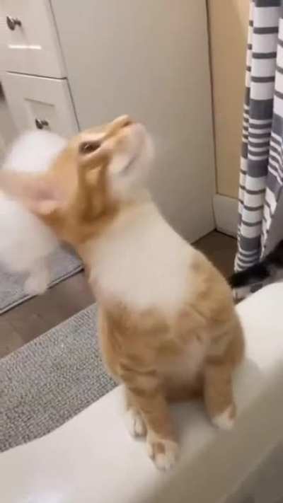 cute cats
