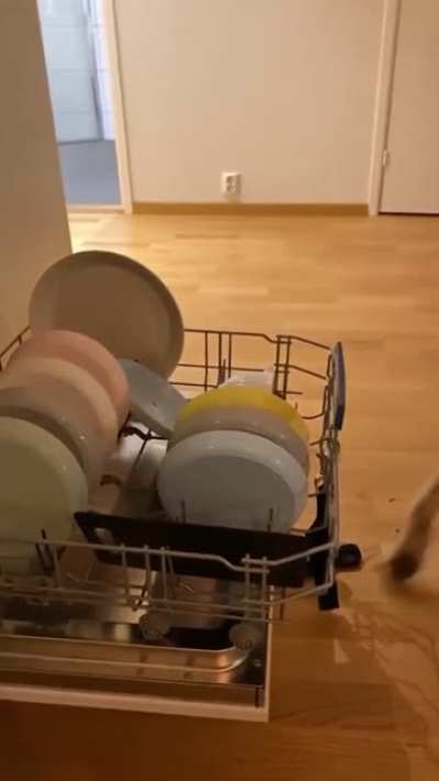 Meet Igor, professional dishwasher.