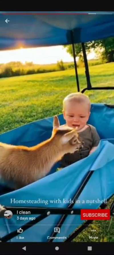 Baby & Goat crying