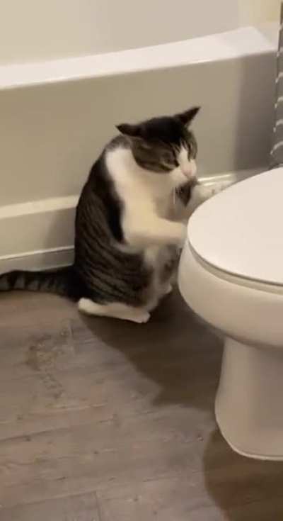 You've got to be kitten me right meow
