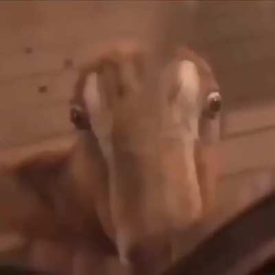Cursed_Arrival