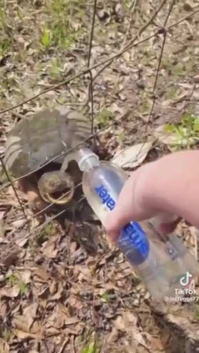 Oh, look! A friendly turtle!