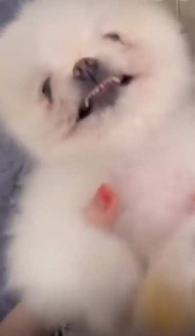Kiss on belly your dog and see their reaction 🤡
