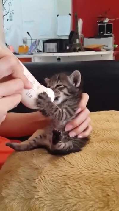 Smol Angry Hungry