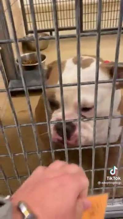 Dog gets adopted.