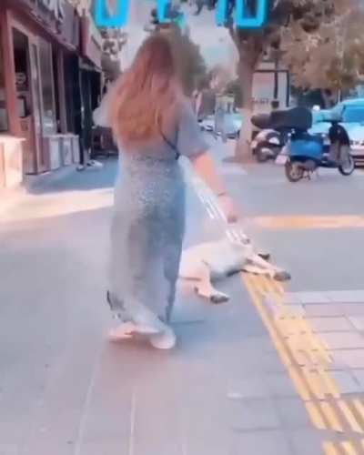 Don't touch dogs while they are sleeping