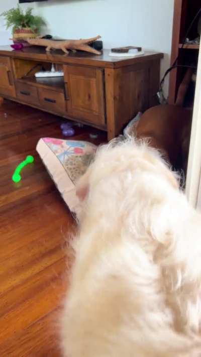 Hardwood zoomies! 