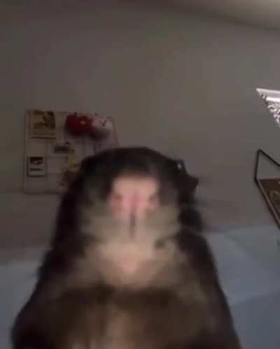 Rat