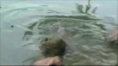 Turtle big strong
