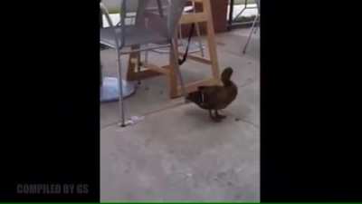 the Ducking level