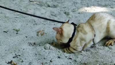 Slow motion greebles in the sand got away!