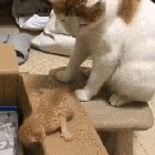 Mama Cat Doesnt Have Time For This!