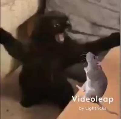 Sad rat sad.