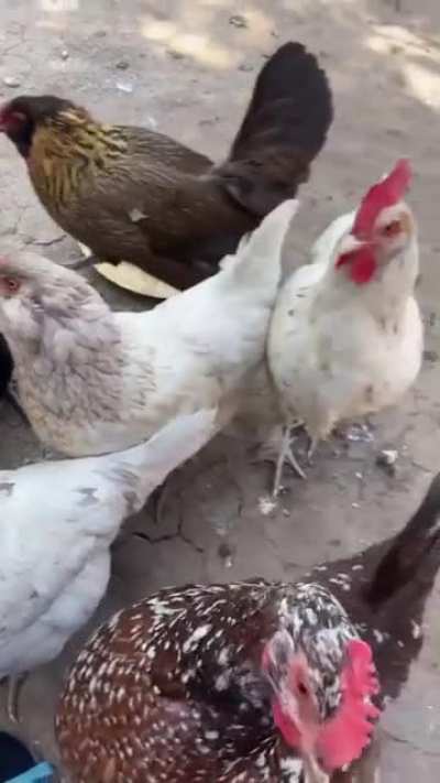 Cannibalism