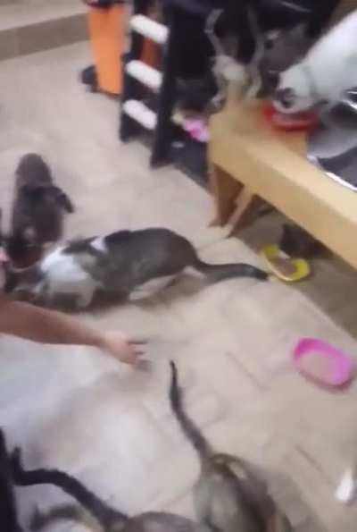 Много Котиков