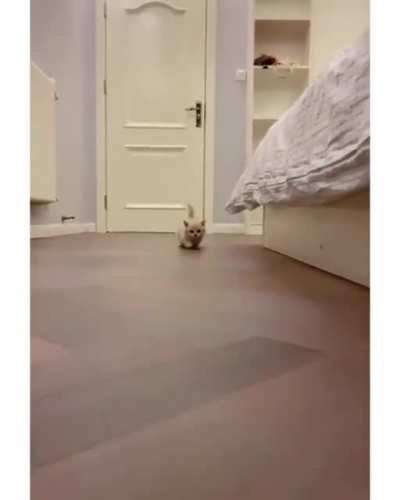 Adorable tiny kitten racing into hearts